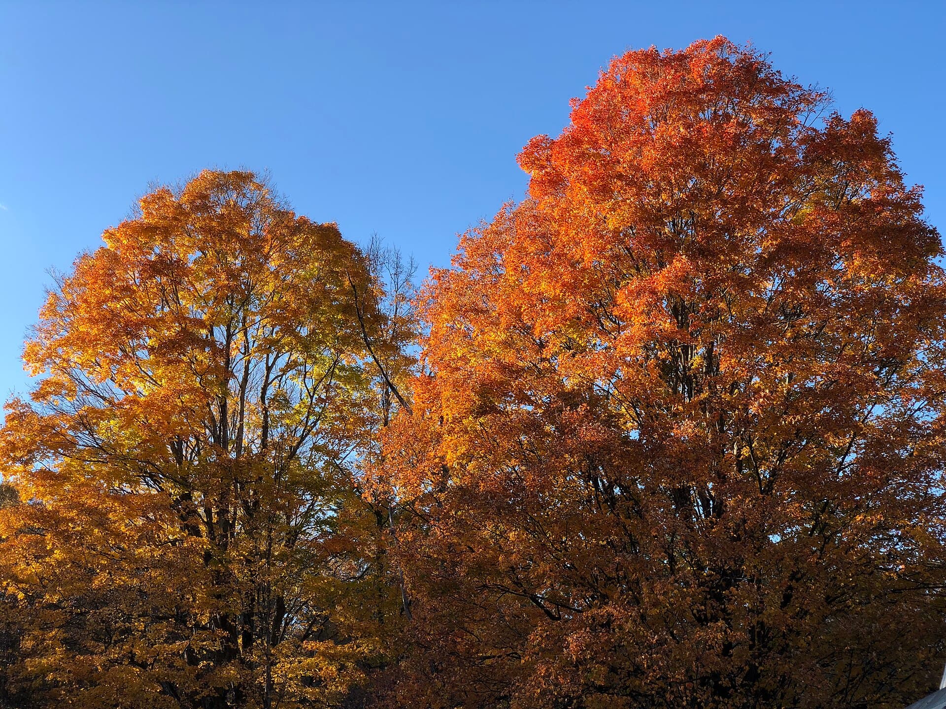 Brilliant autumn maple trees in Vermont