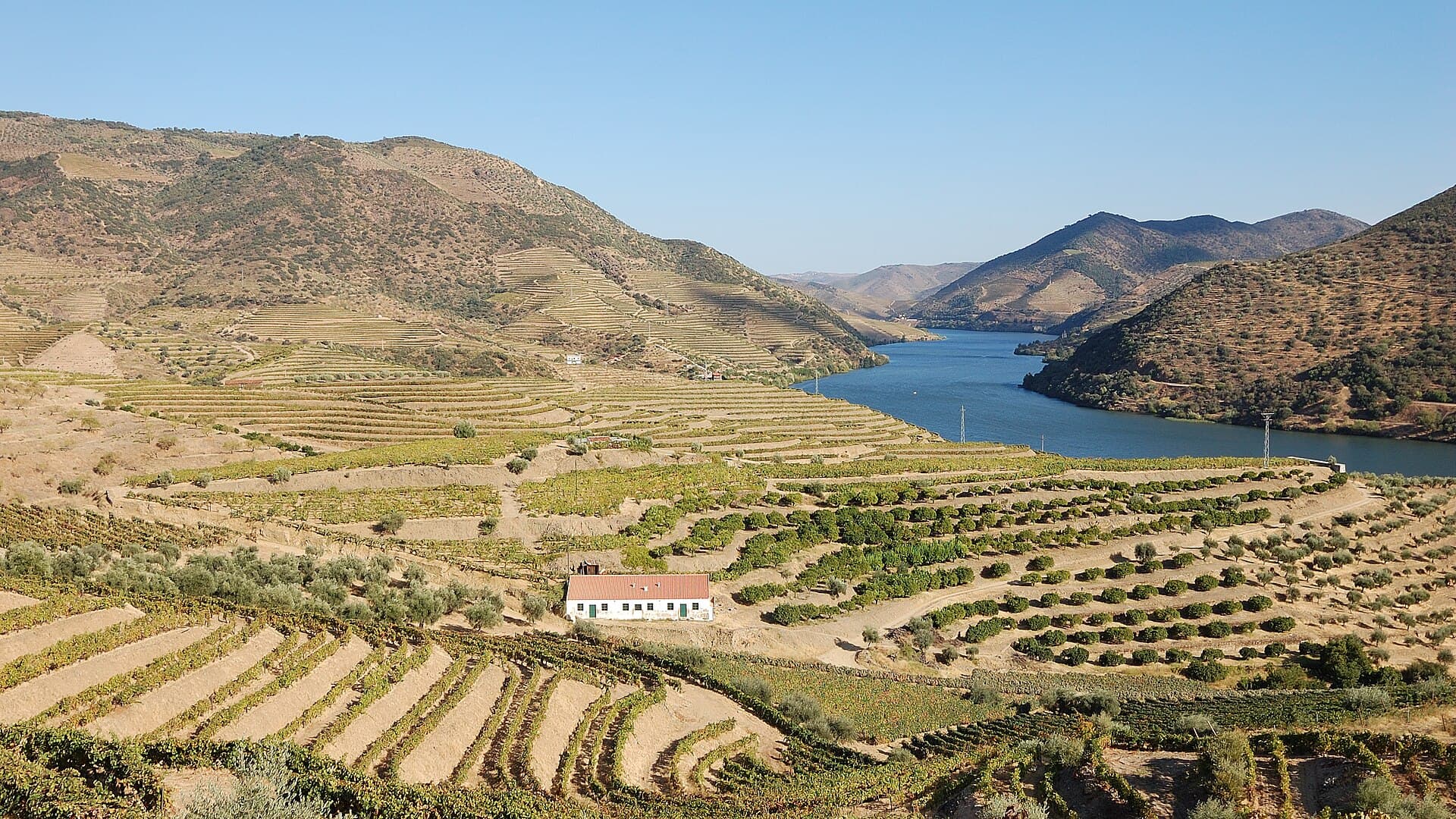 Terraced vineyards rising above the Douro River